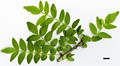 SpeciesSub: f. brevispinosum